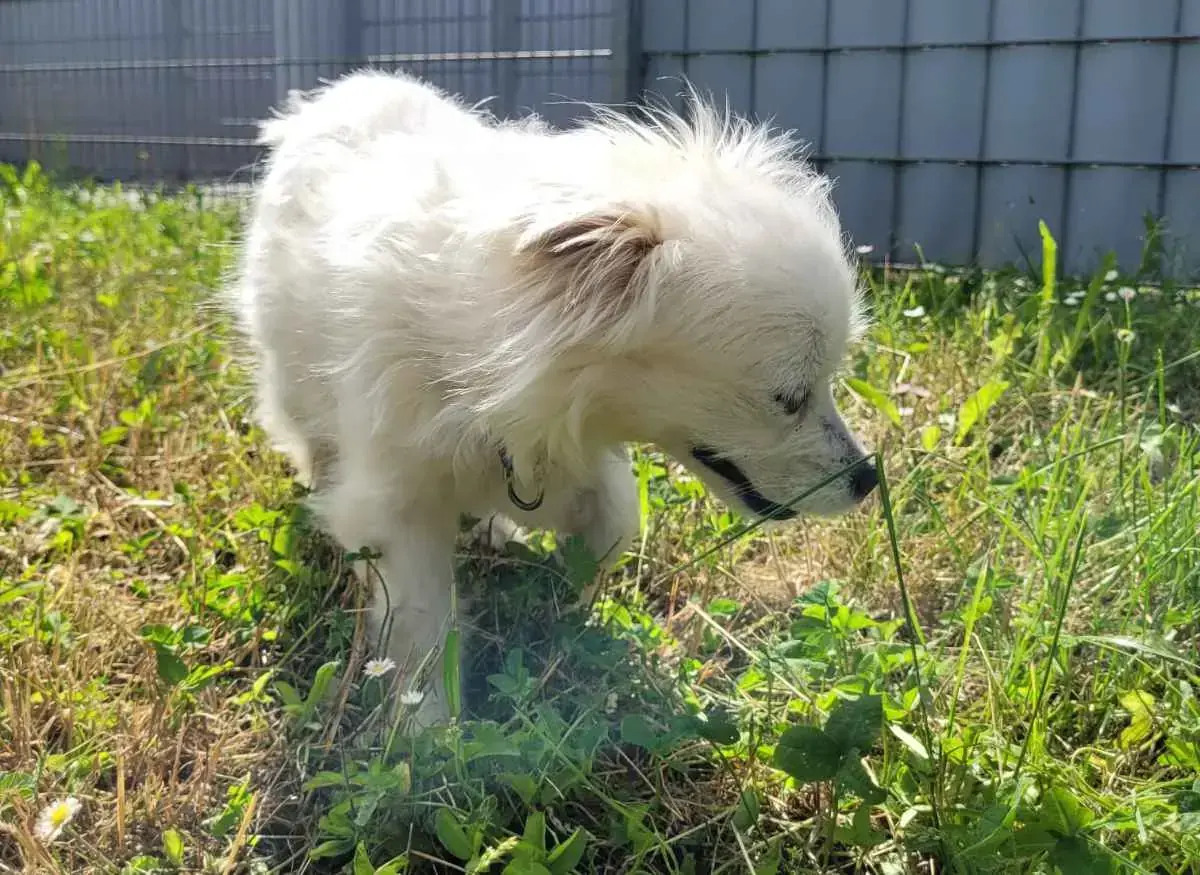 Tini - Chihuahua - Bild 3