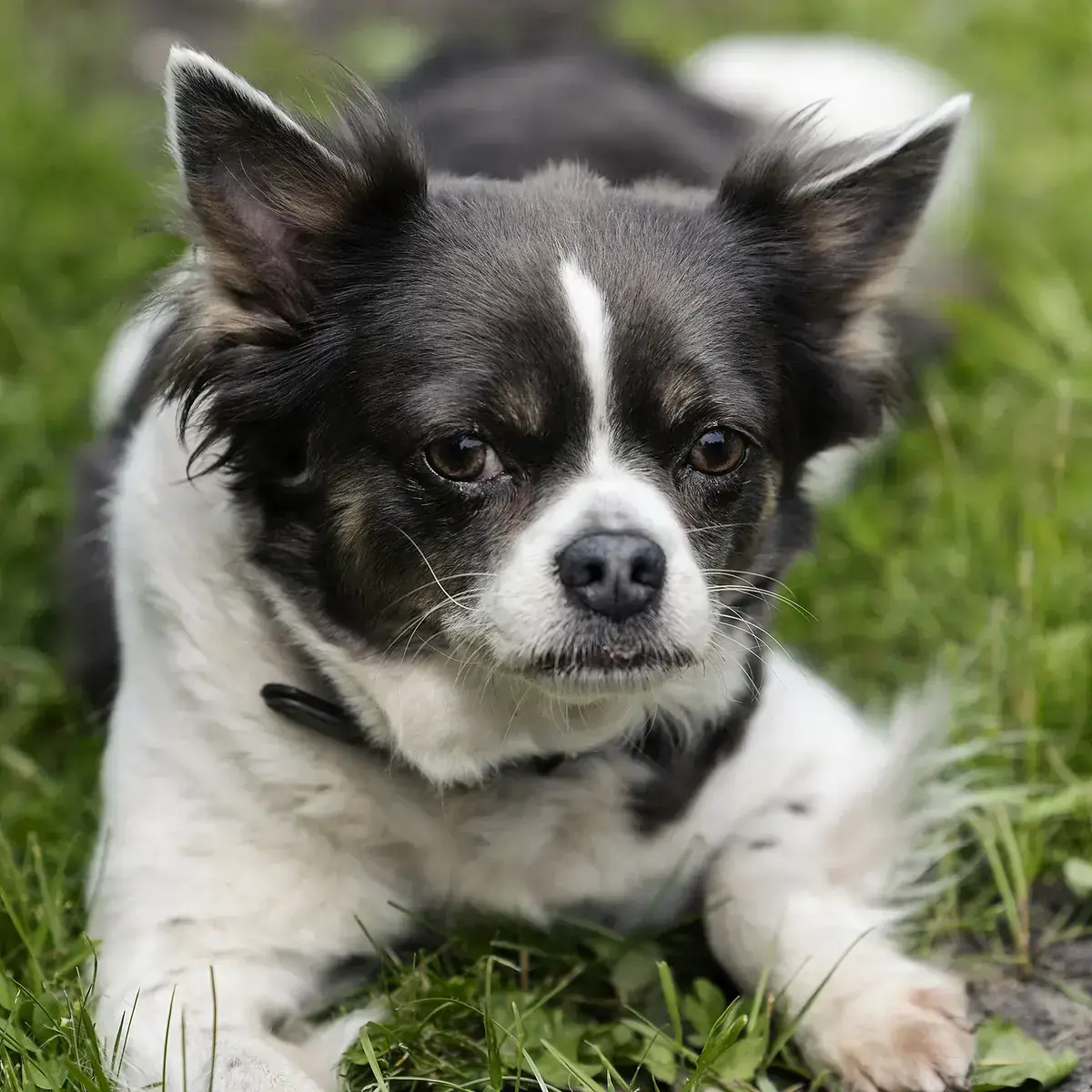 Lilli - Französische Bulldogge, Chihuahua - Bild 4