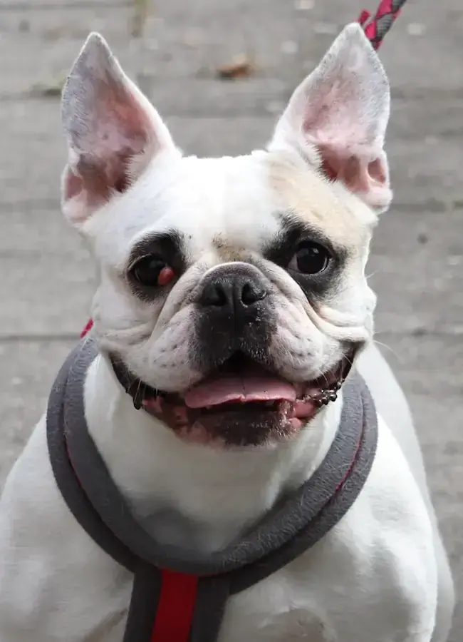 Elsa - Französische Bulldogge - Bild 6