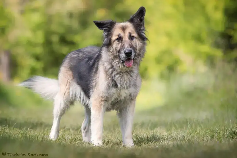 Kaja - Deutscher Schäferhund - Bild 2