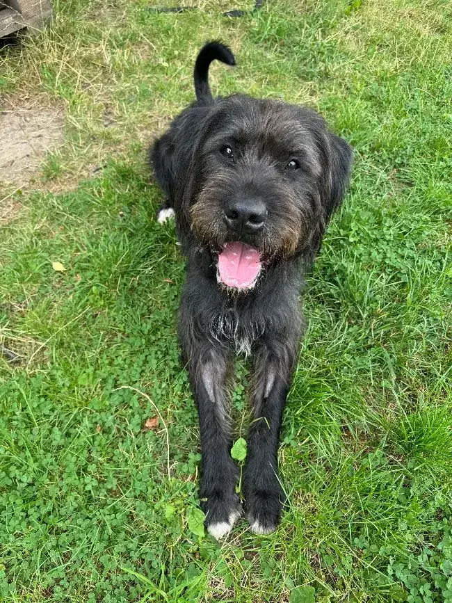 Kalle - Riesenschnauzer - Bild 6