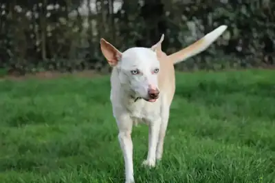 Dylan – Hund – Bild 5