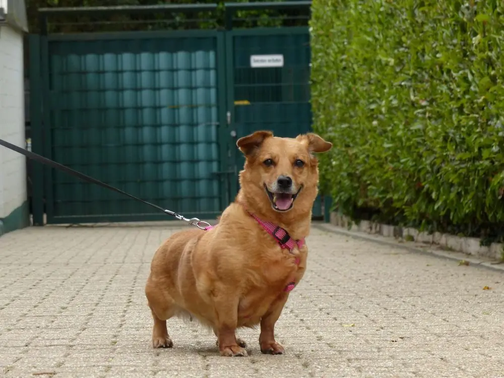 Toffee -  - Bild 1