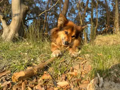 Loui – Mischling – Bild 11