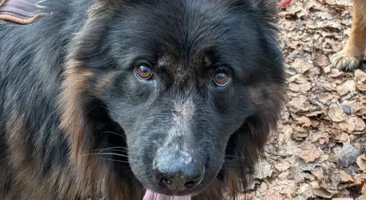 Rex - Deutscher Schäferhund - Bild 1