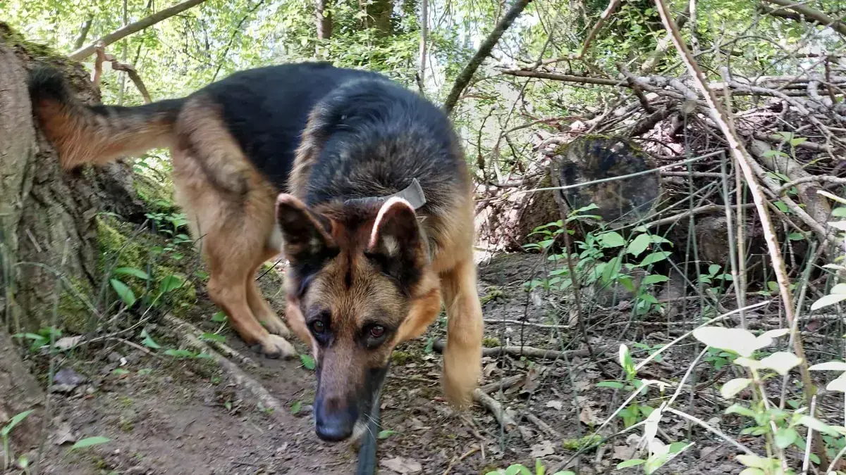 Aaron - Deutscher Schäferhund - Bild 1
