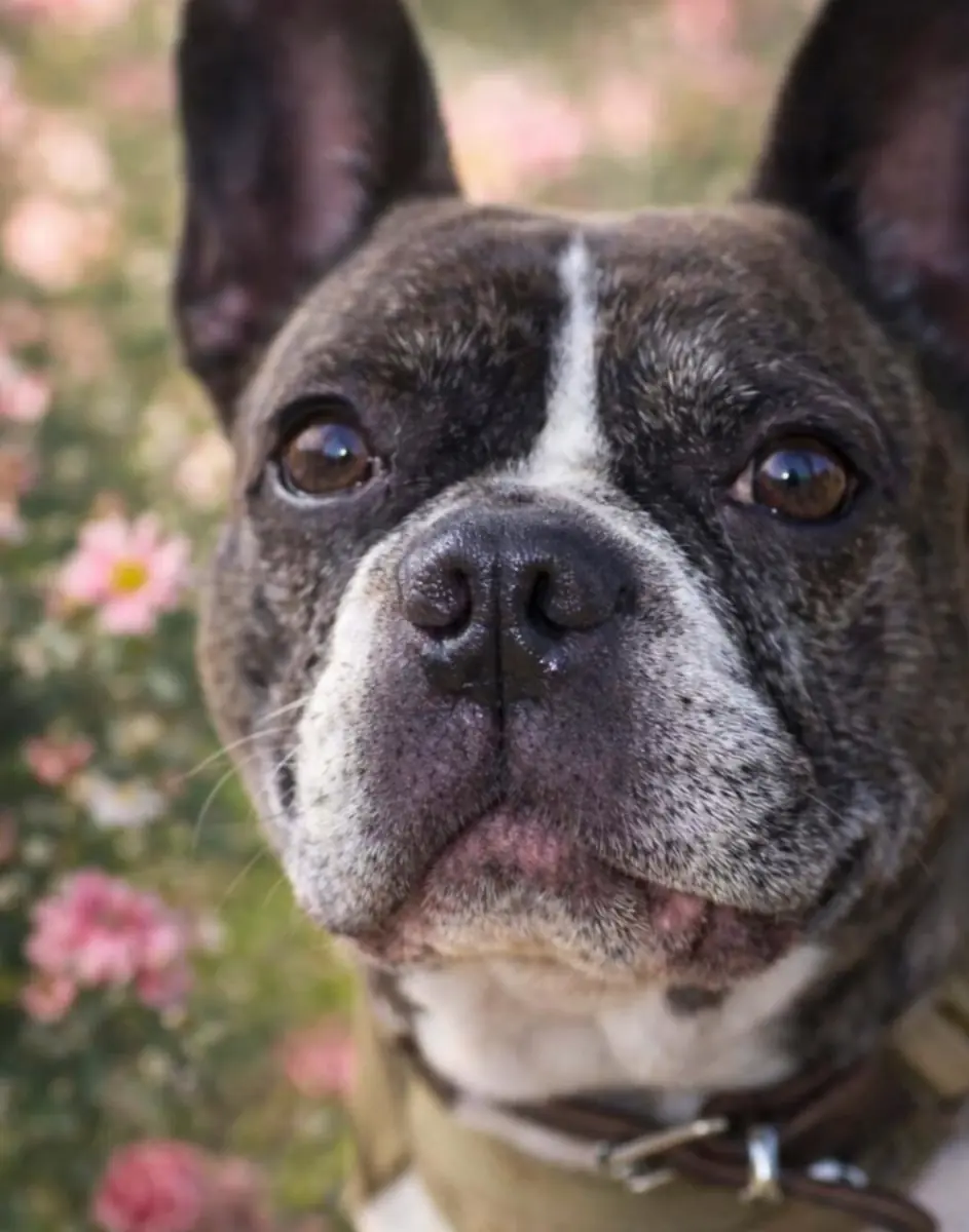 Hope - Französische Bulldogge, Chihuahua - Bild 1
