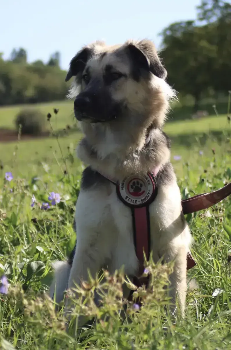 Hund Suki
