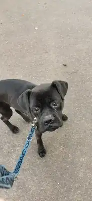 Bonnie – Cane Corso Italiano – Bild 14