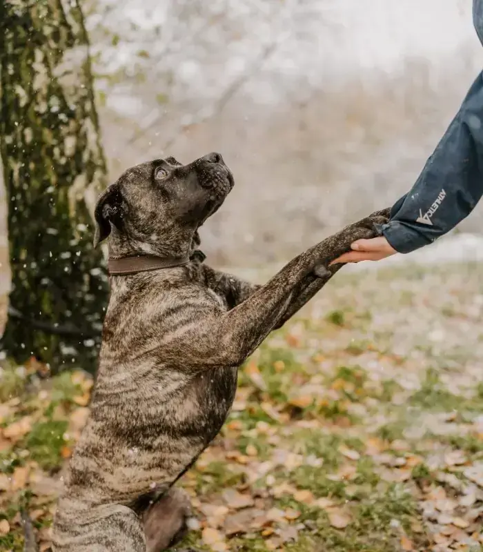 Cora - Dogo Canario - Bild 2