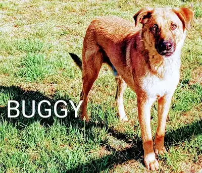 Buggy – Hund – Bild 11