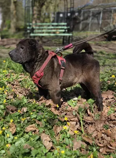 Momo - Shar-Pei - Bild 5