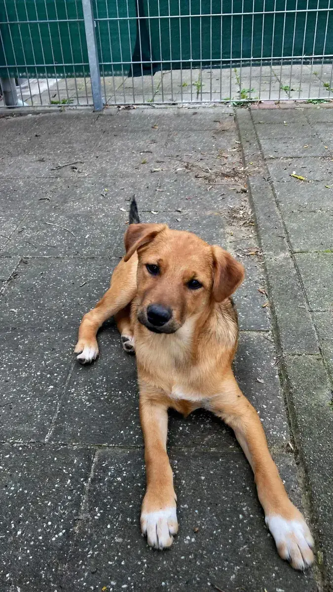 Vello -  - Bild 1