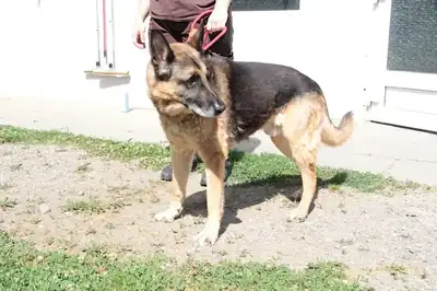 Henry – Deutscher Schäferhund – Bild 2