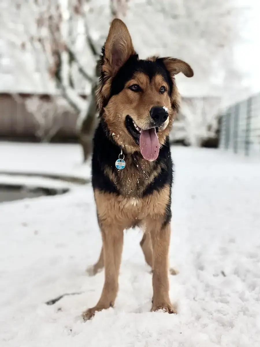 Joschi - Deutscher Schäferhund - Bild 3