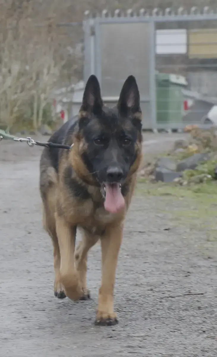 Ida - Deutscher Schäferhund - Bild 7