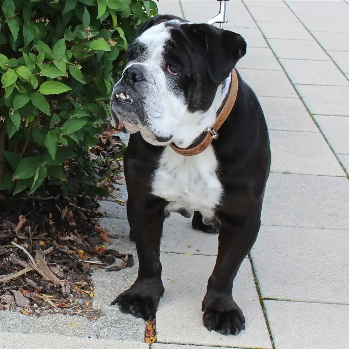 Englische Bulldogge Shorty