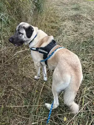 Matilda – Kangal-Hirtenhund – Bild 10