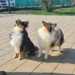 Alaska – Shetland Sheepdog – Bild 3