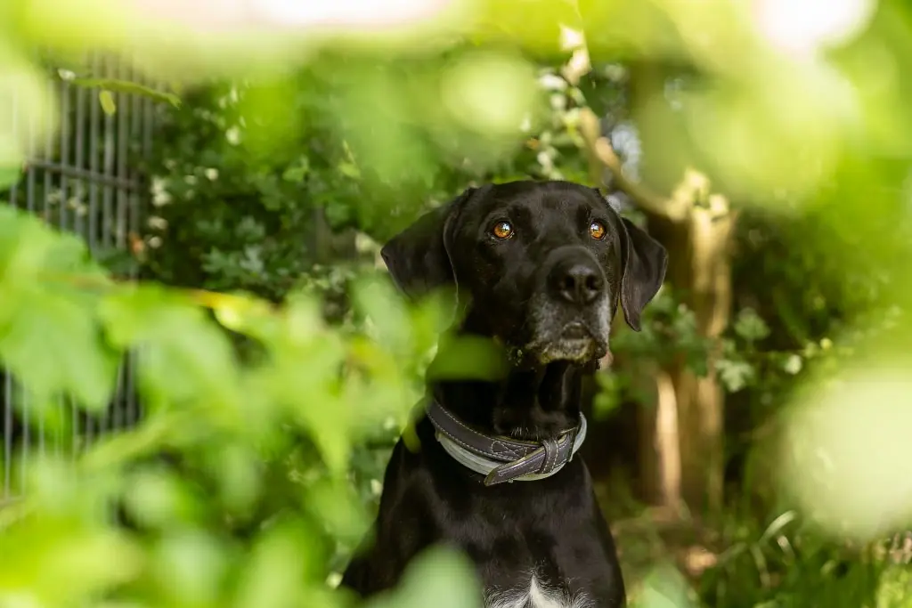 Vito - Labrador Retriever, Dobermann - Bild 4