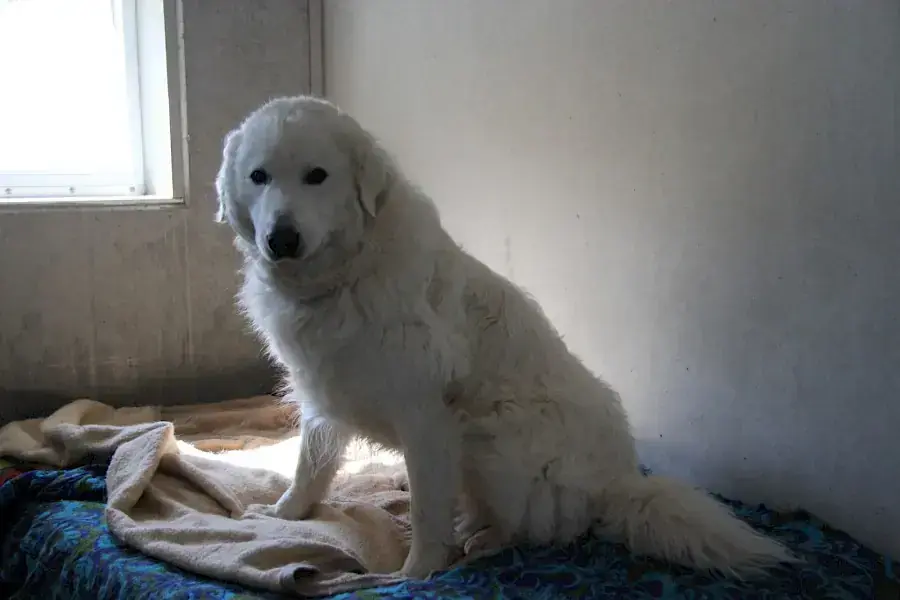 Teddy -  - Bild 4