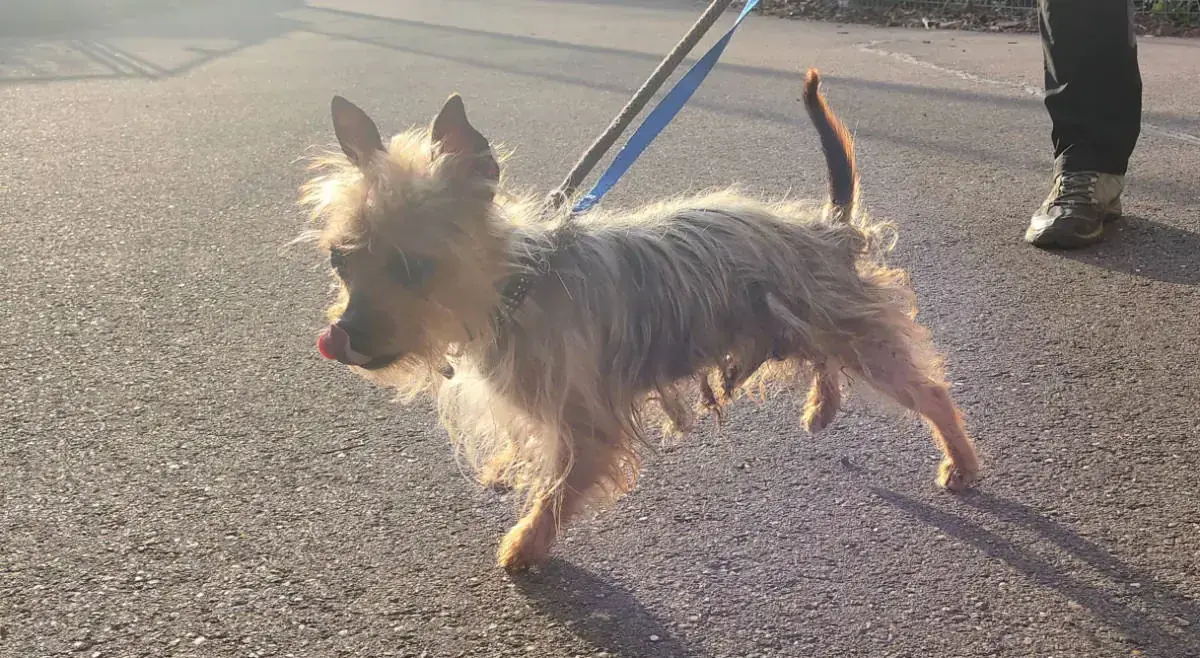 Max - Chihuahua - Bild 6
