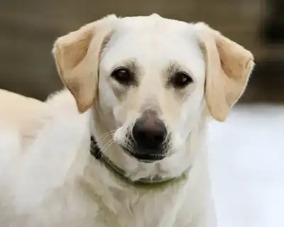 Nelly – Labrador Retriever – Bild 3