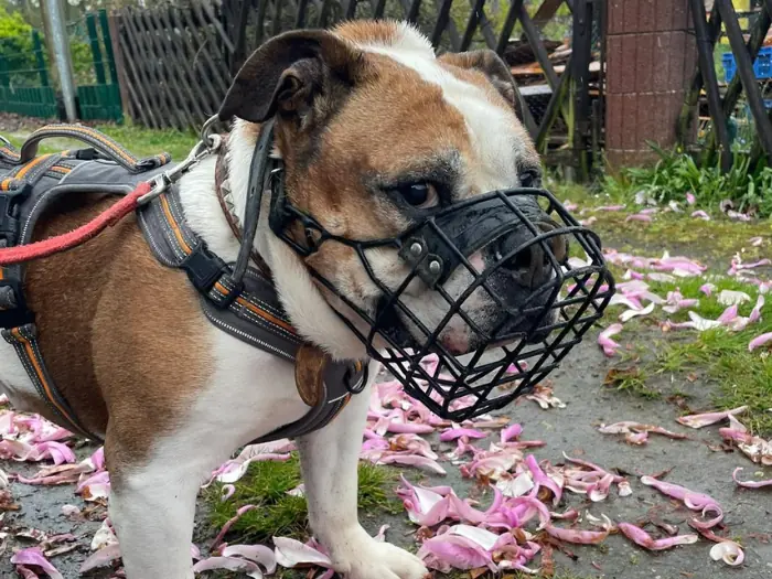 Rufus -  - Bild 3