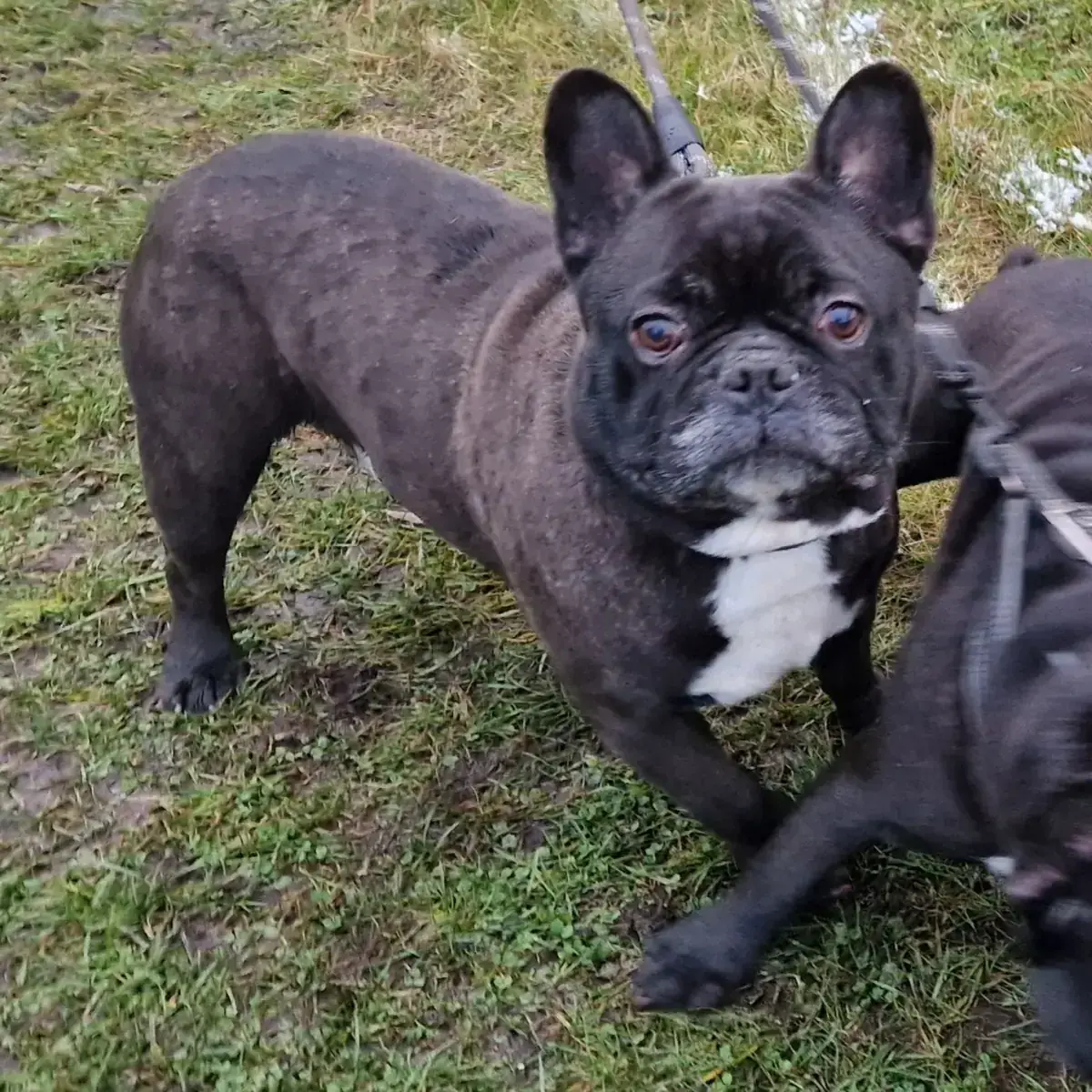 Kuma und Thor - Französische Bulldogge - Bild 14