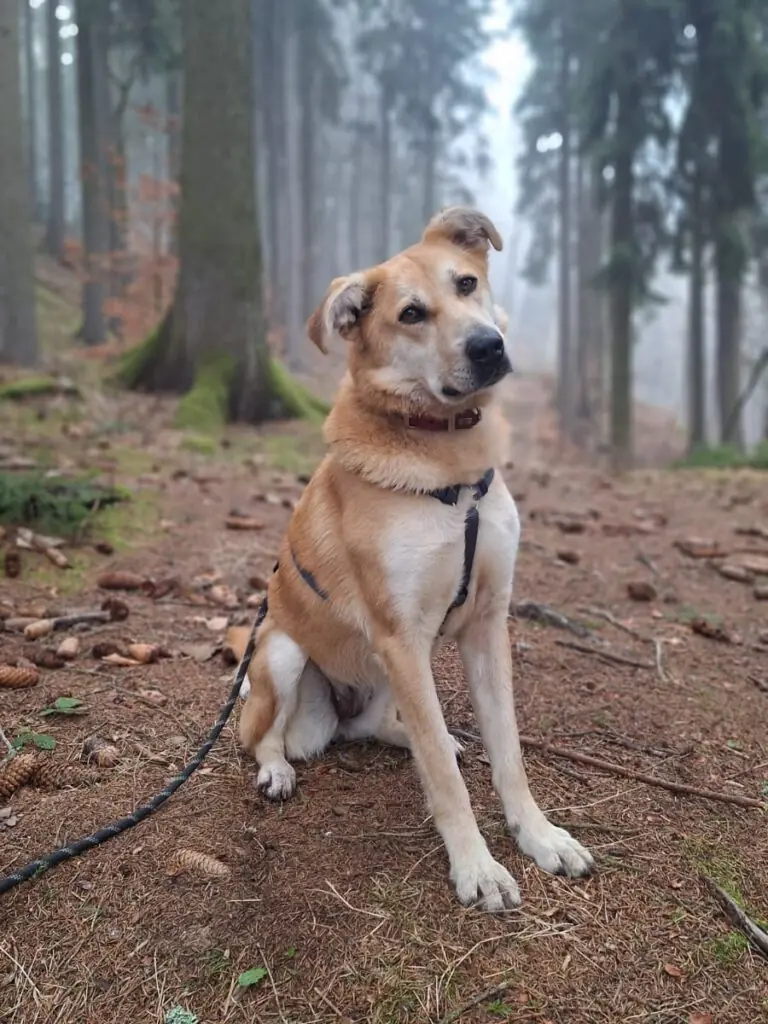 Elsa -  - Bild 2