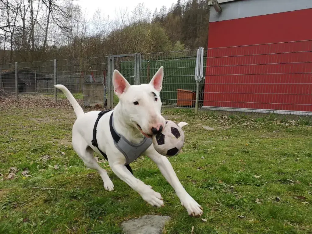 Rocky -  - Bild 4