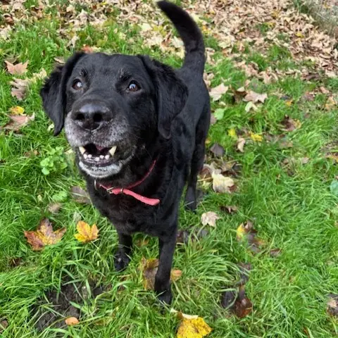 Teddy - Labrador Retriever - Bild 1