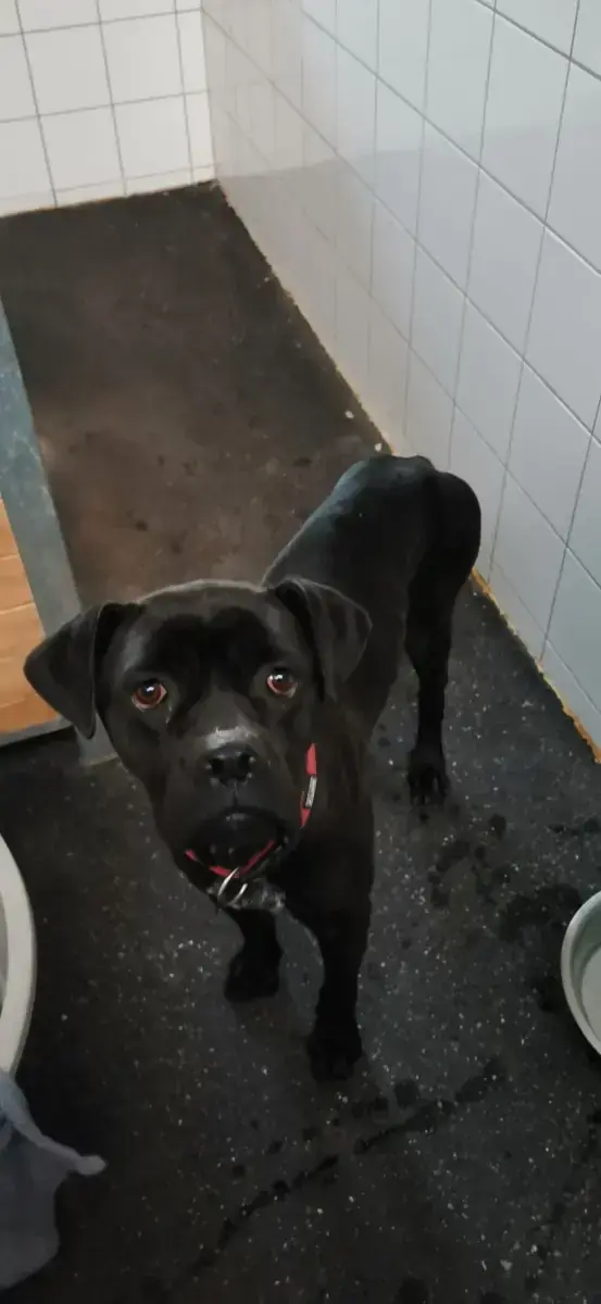 Bonnie - Cane Corso Italiano - Bild 10