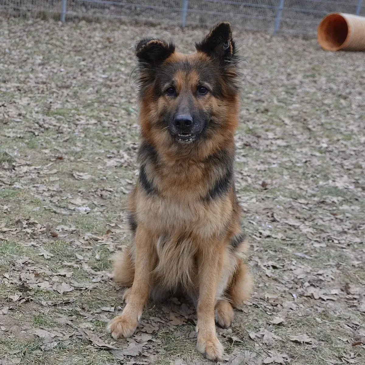 Asta - Deutscher Schäferhund - Bild 2