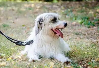 Salo – Hund – Bild 5