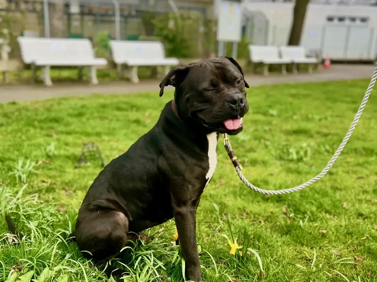 Major - American Staffordshire Terrier - Bild 4