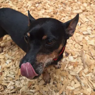 Gelasio - Deutscher Pinscher - Bild 1