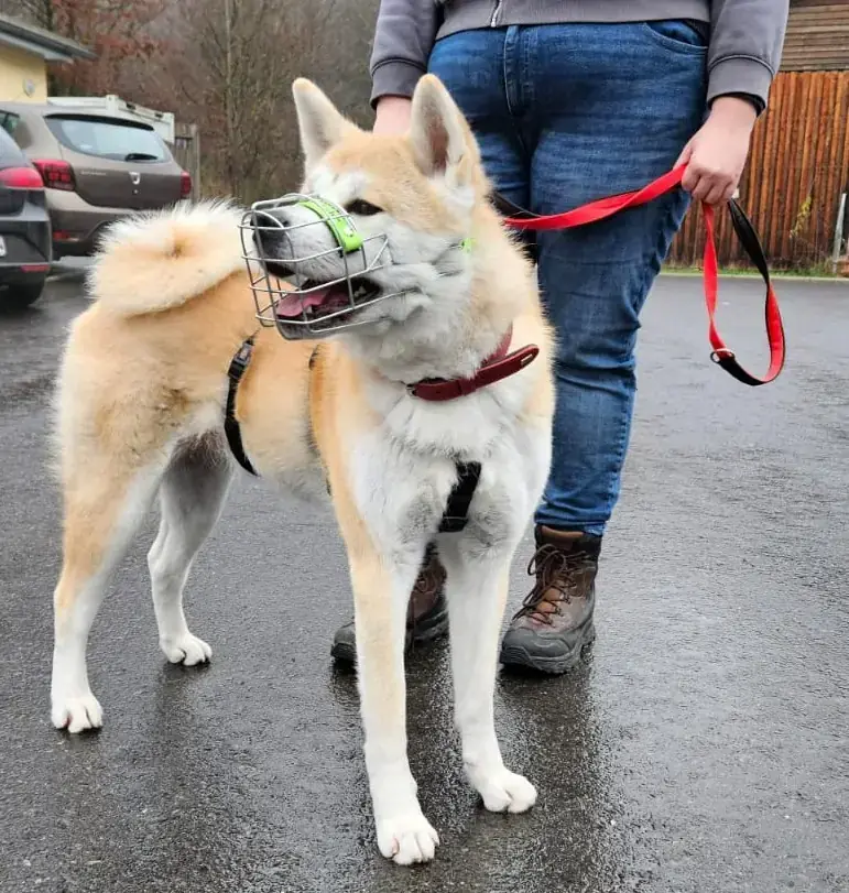 Liz - Akita - Bild 2
