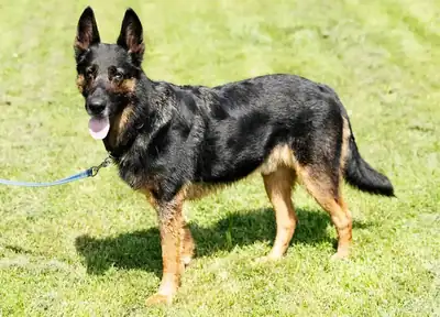 Miko – Deutscher Schäferhund – Bild 4