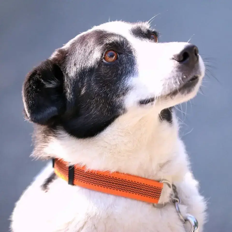 Hund Elfi