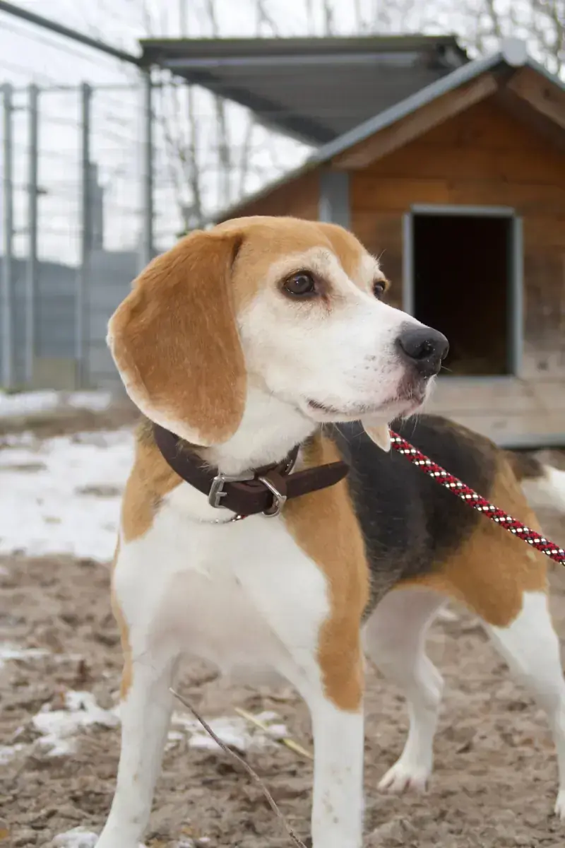 Mia - Beagle - Bild 2
