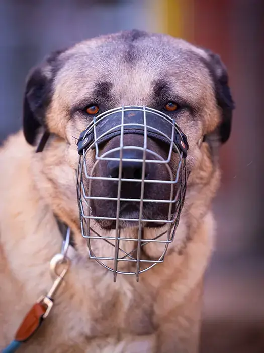 Garib - Kangal-Hirtenhund - Bild 3