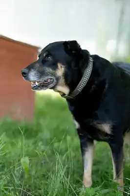 Shila – Mischling – Bild 5