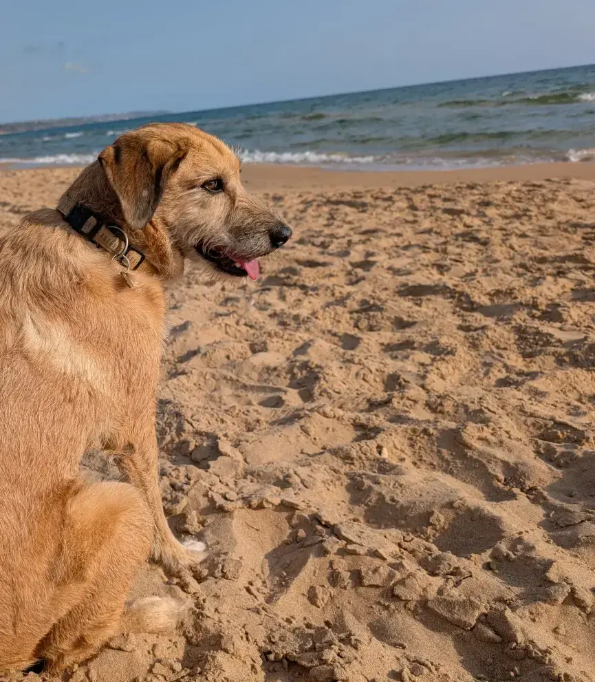 Bonnie -  - Bild 4