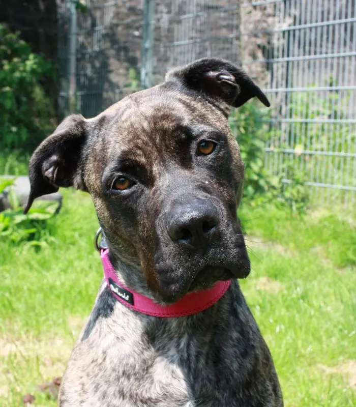 Cora - Dogo Canario - Bild 9