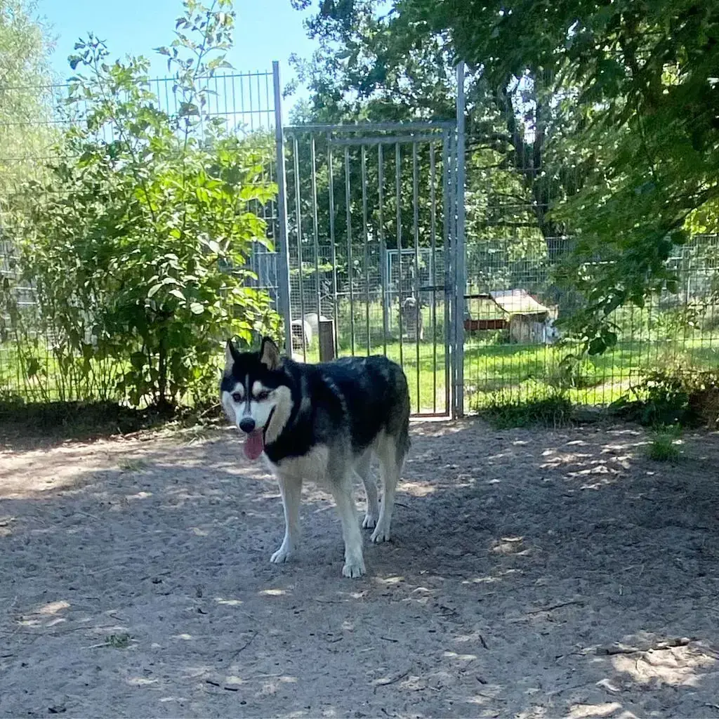 Chaos – Siberian Husky – Bild 3