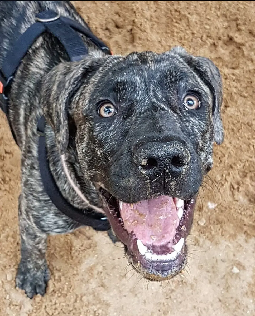 Lila - Dogo Canario - Bild 4