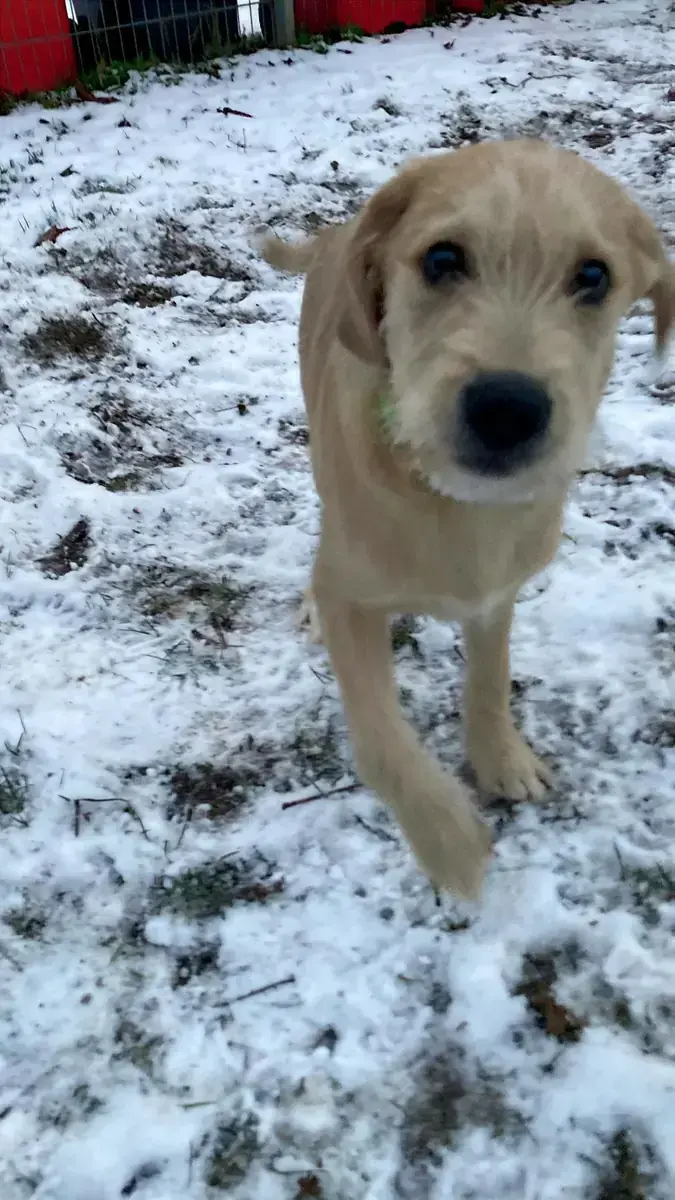 Balu -  - Bild 13