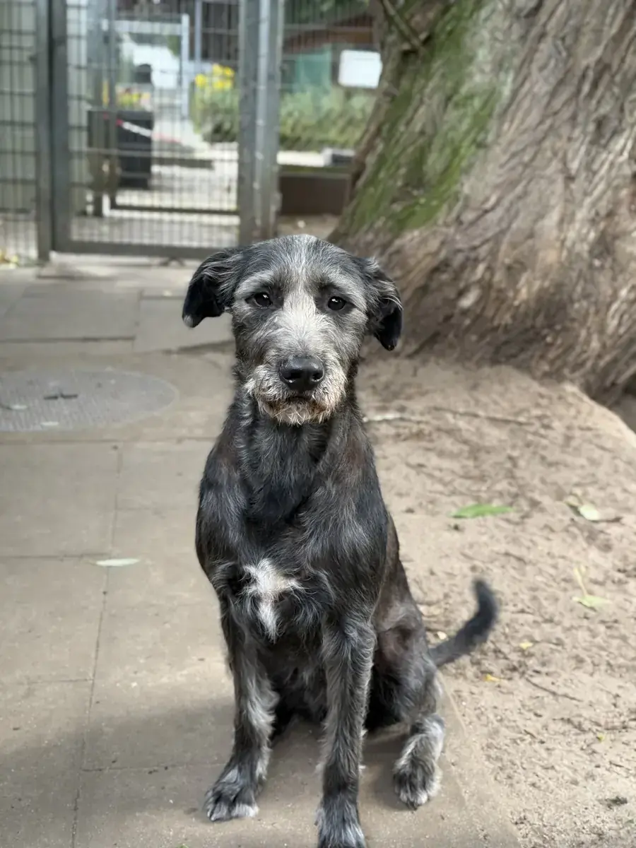 Cleo - Riesenschnauzer - Bild 4