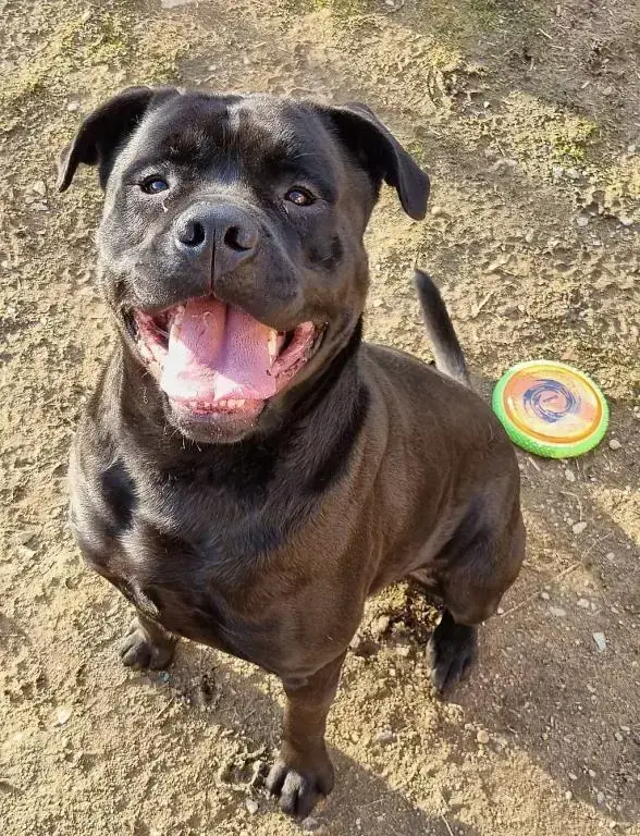 Tylor - Rottweiler, Cane Corso Italiano - Bild 5